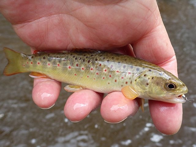 reportage pêche mouche sur l'Ance du Sud département de la Haute-Loire
