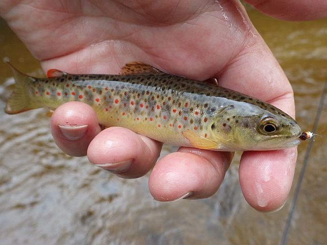 reportage pêche mouche sur l'Ance du Sud département de la Haute-Loire