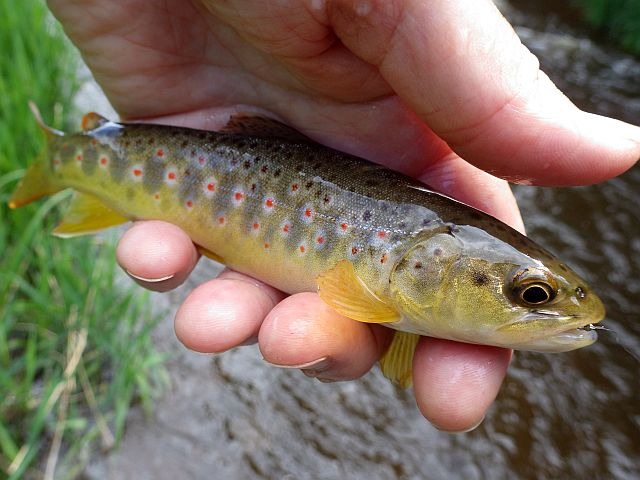 reportage pêche mouche sur l'Ance du Sud département de la Haute-Loire
