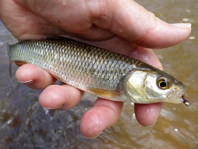 reportage pêche mouche sur l'Ance du Sud département de la Haute-Loire