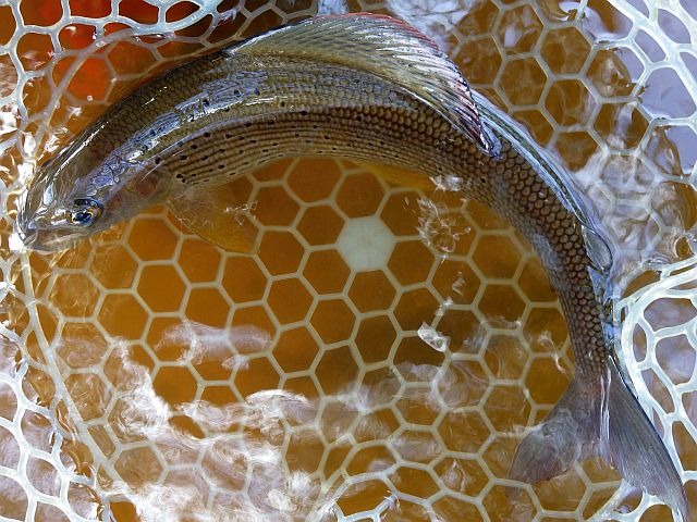 reportage pêche mouche sur l'Ance du Sud département de la Haute-Loire