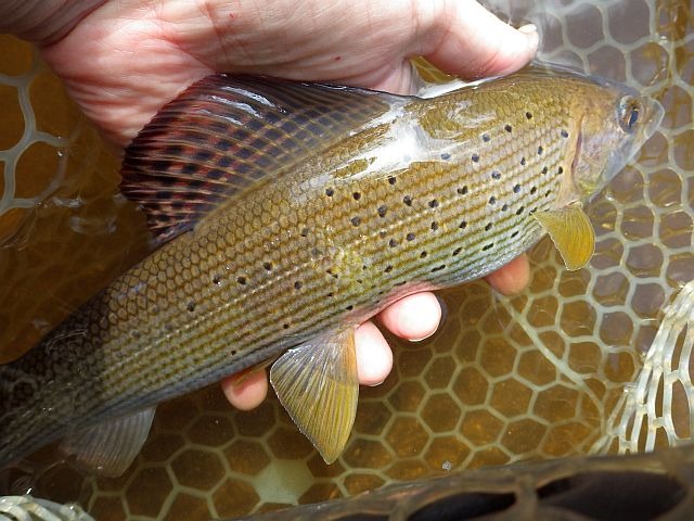reportage pêche mouche sur l'Ance du Sud département de la Haute-Loire