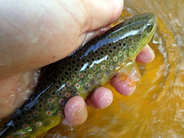 reportage pêche mouche sur l'Ance du Sud département de la Haute-Loire