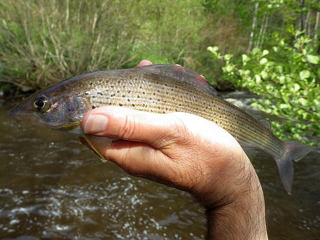 reportage pêche mouche sur l'Ance du Sud département de la Haute-Loire