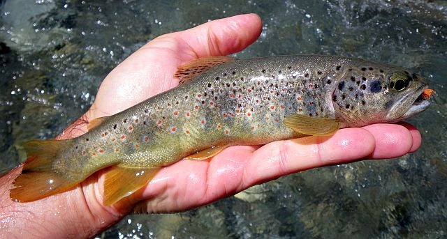 Avozetto reportages rivières les hautes alpes la biaysse