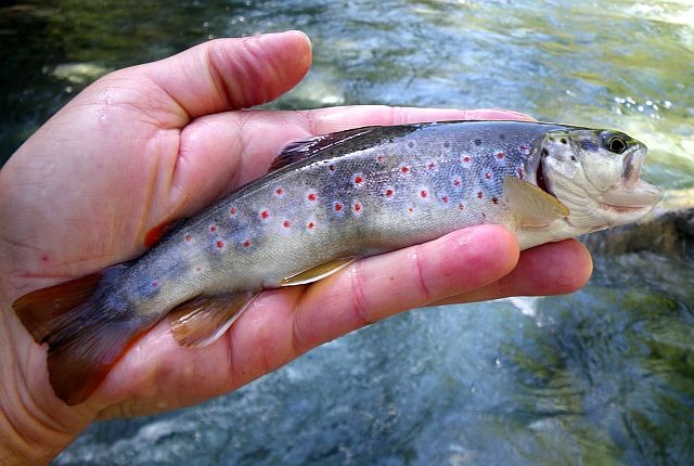 Avozetto reportages rivières les hautes alpes la biaysse