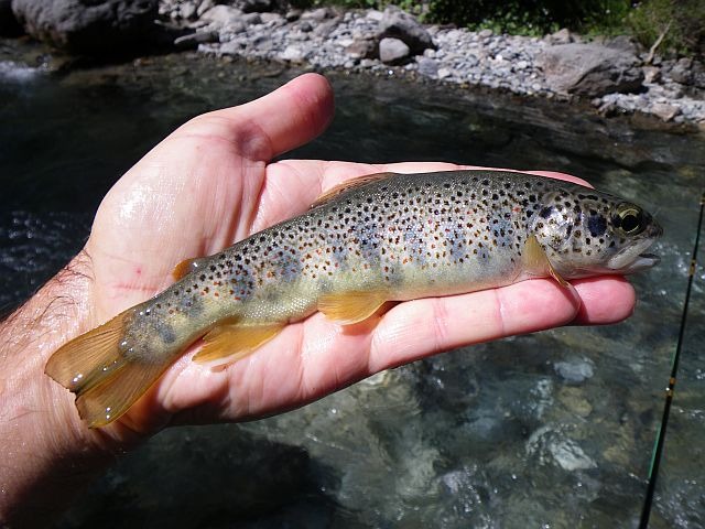 Avozetto reportages rivières les hautes alpes la biaysse