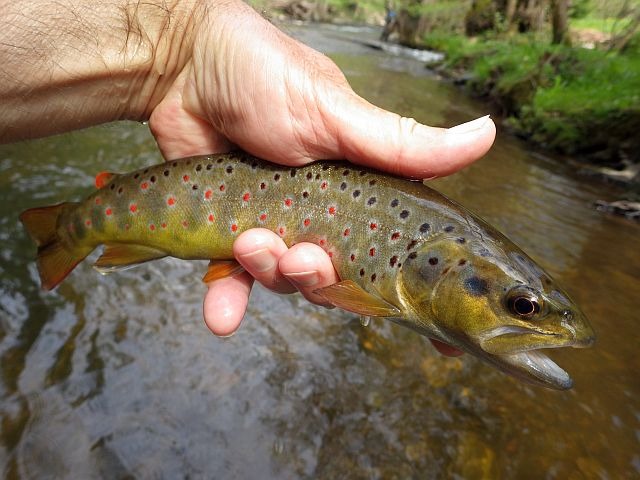 reportages Puy-de-Dôme Avozetto Webzine Pêche Mouche