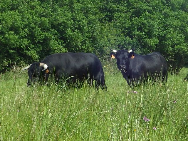 reportage sur l'Elorn, dépt du Finistère