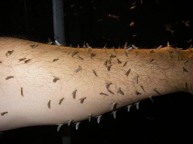 Avozetto Les vraies mouches les éphéméroptères Les éphémérellidés