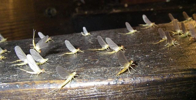 Avozetto Les vraies mouches les éphéméroptères Les éphémérellidés