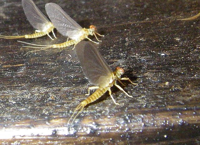 Avozetto Les vraies mouches les éphéméroptères Les éphémérellidés