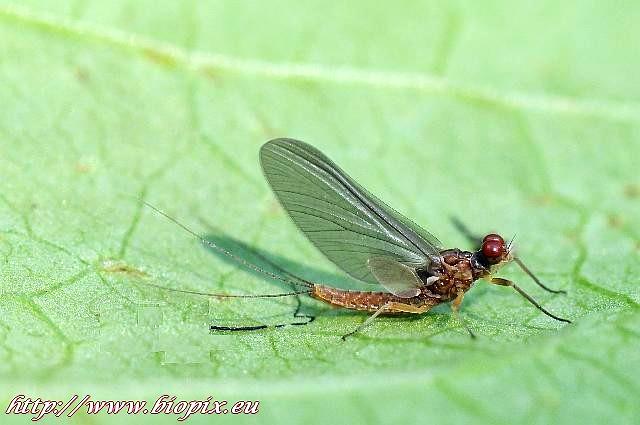 Avozetto Les vraies mouches Ephemerelle Ignita Subimago