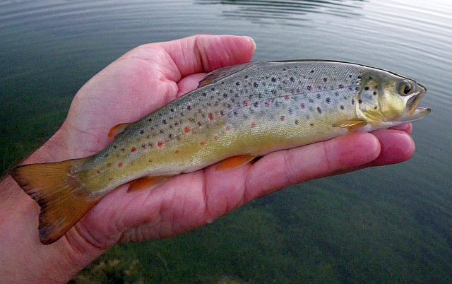 Avozetto reportages coins de pêche les lacs d'altitude Les Essaupres