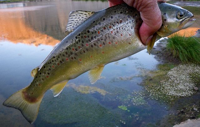 Avozetto reportages coins de pêche les lacs d'altitude Les Essaupres