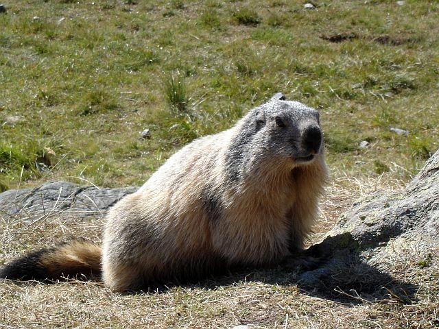 Avozetto reportages coins de pêche les lacs d'altitude les essaupres