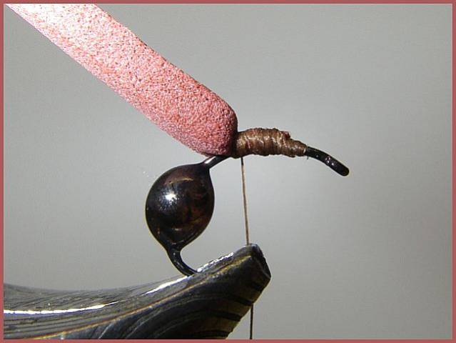 Avozetto les terrestres les fourmis foam et ailes pardo