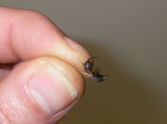 Avozetto les terrestres les fourmis foam et ailes pardo