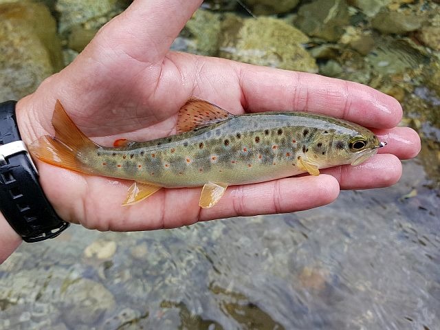 Reportage sur le Gave d'Ossau dépt des Pyrénées Atlantiques