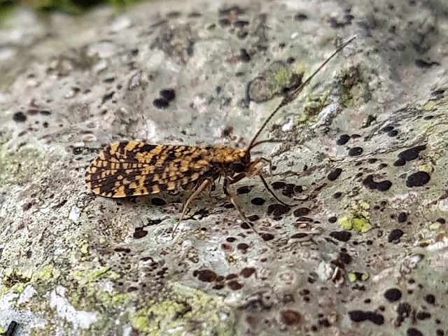 Reportage sur le Gave d'Ossau dépt des Pyrénées Atlantiques