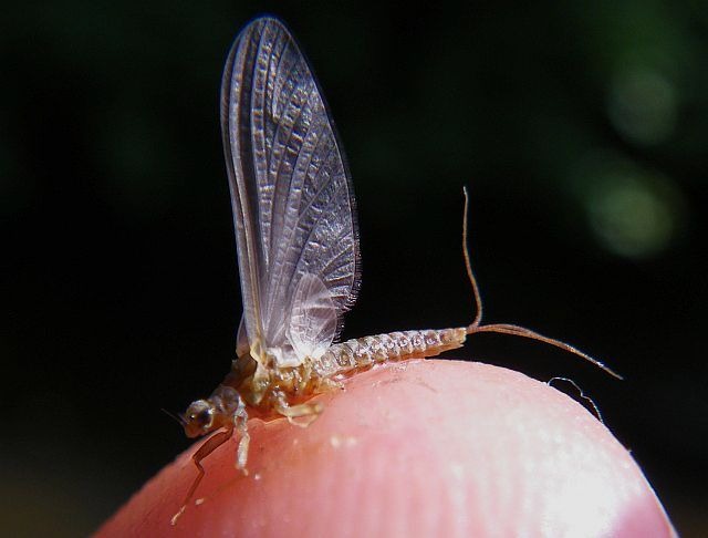 Avozetto entomologie les éphéméroptères bwo ephemerella ignita