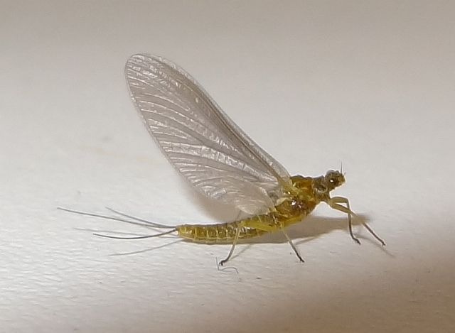 Avozetto entomologie les éphéméroptères bwo ephemerella ignita