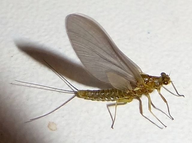 Avozetto entomologie les éphéméroptères bwo ephemerella ignita