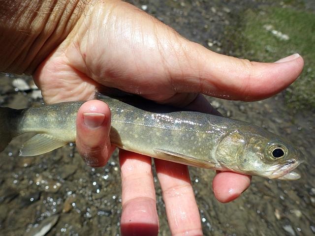 reportage peche mouche lac d'altitude Alpes de Haute Provence 04 lac Premier