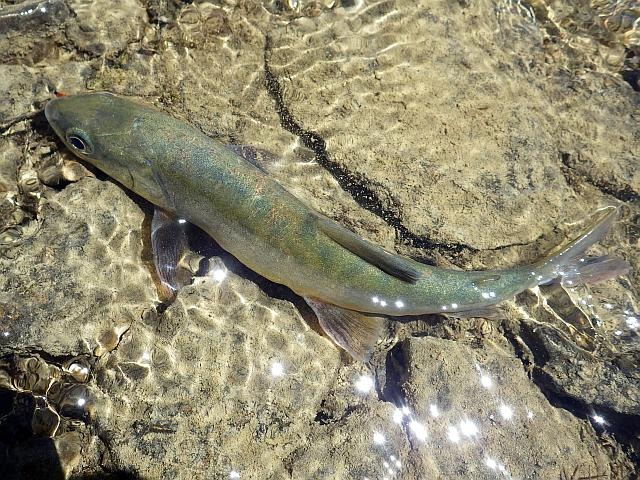reportage peche mouche lac d'altitude Alpes de Haute Provence 04 lac Premier