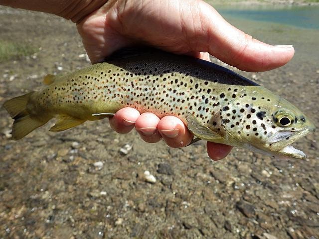 reportage peche mouche lac d'altitude Alpes de Haute Provence 04 lac Premier