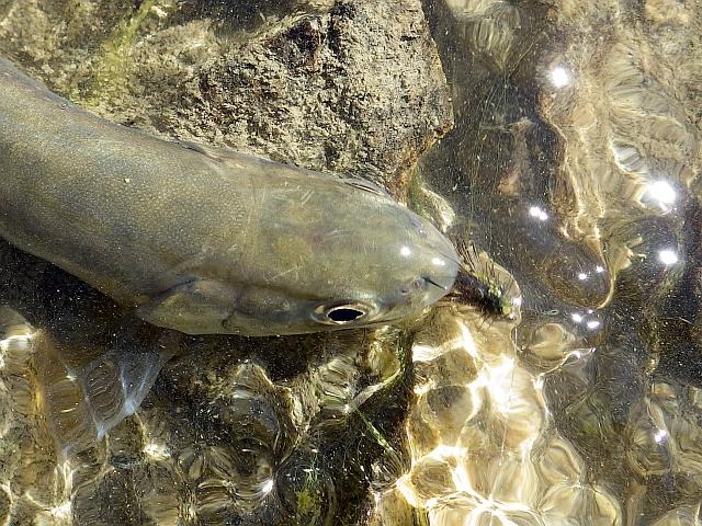 reportage peche mouche lac d'altitude Alpes de Haute Provence 04 lac Premier