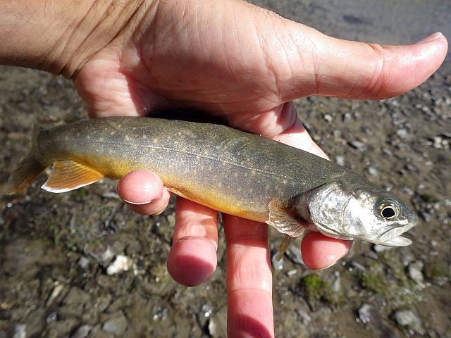 reportage peche mouche lac d'altitude Alpes de Haute Provence 04 lac Premier
