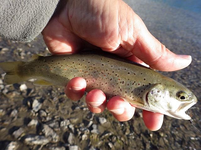 reportage peche mouche lac d'altitude Alpes de Haute Provence 04 lac Premier