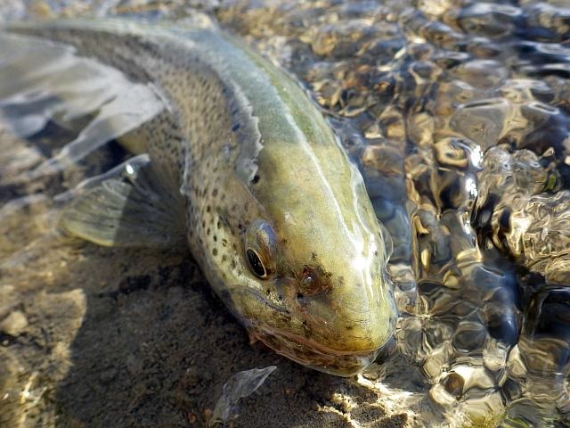 reportage peche mouche lac d'altitude Alpes de Haute Provence 04 lac Premier