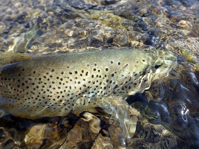 reportage peche mouche lac d'altitude Alpes de Haute Provence 04 lac Premier