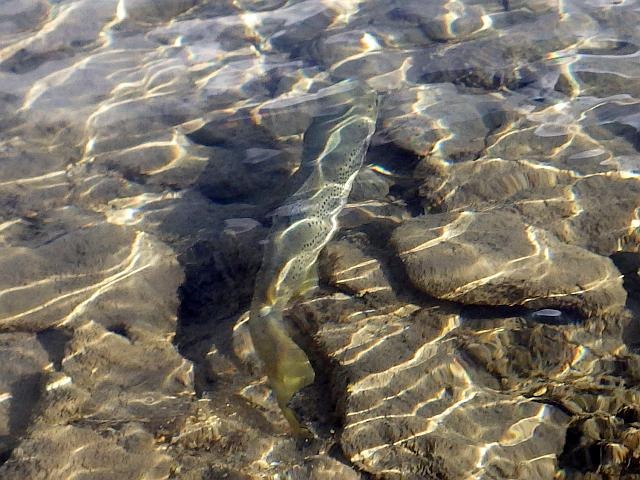 reportage peche mouche lac d'altitude Alpes de Haute Provence 04 lac Premier