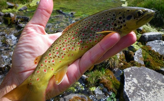 Avozetto reportages coins de pêche lacs de montagne le lauzanier