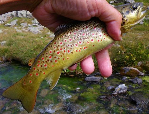 Avozetto reportages coins de pêche lacs de montagne le lauzanier