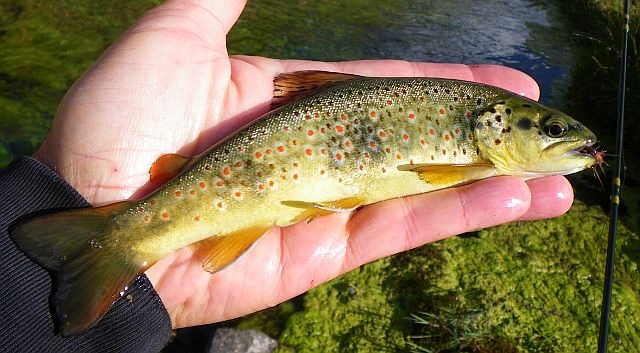 Avozetto reportages coins de pêche lacs de montagne le lauzanier