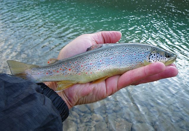 Avozetto reportages coins de pêche lacs de montagne le lauzanier