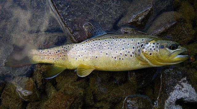 Avozetto reportages coins de pêche lacs de montagne le lauzanier