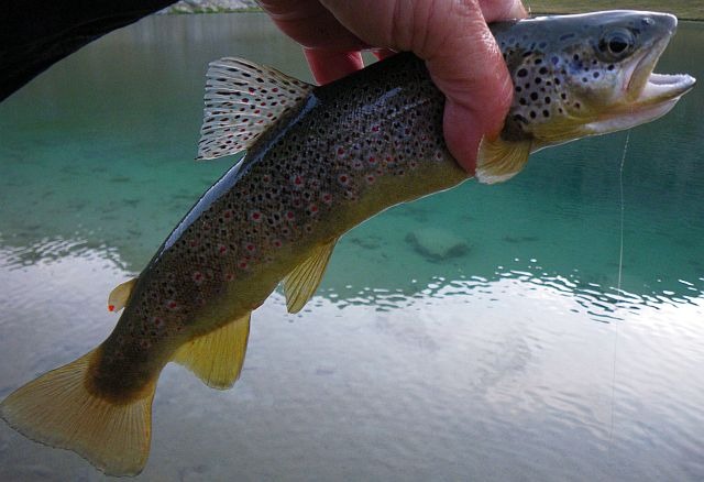 Avozetto reportages coins de pêche lacs de montagne le lauzanier