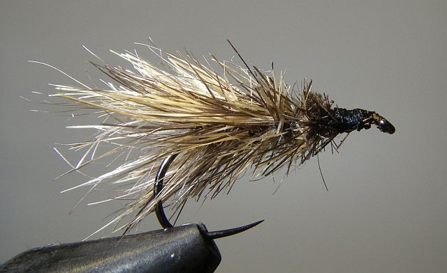 Segde_poils_tailles_Ragon