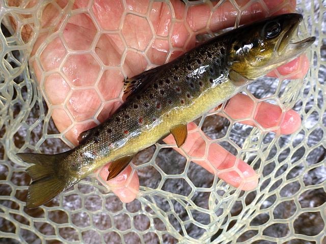 reportage pêche mouche france corrèze petite vézère
