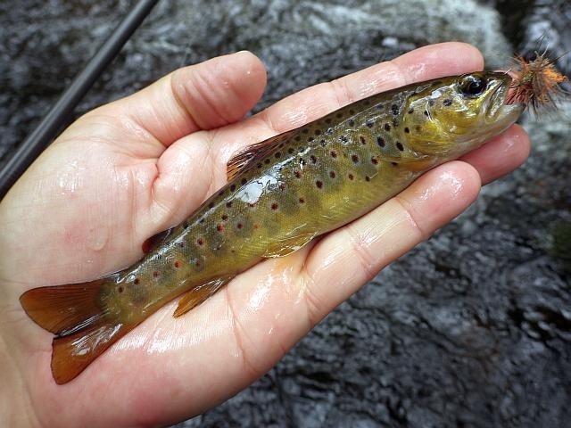 reportage pêche mouche france corrèze petite vézère