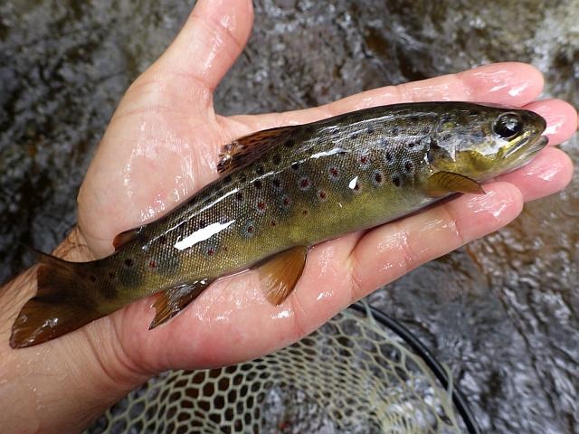 reportage pêche mouche france corrèze petite vézère