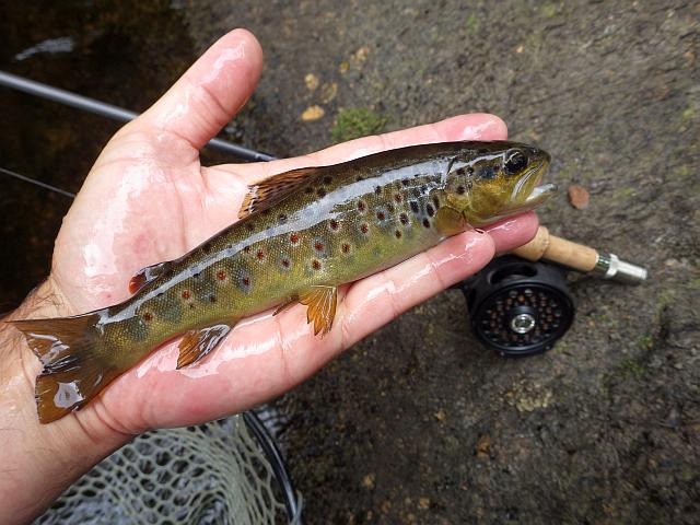 reportage pêche mouche france corrèze petite vézère