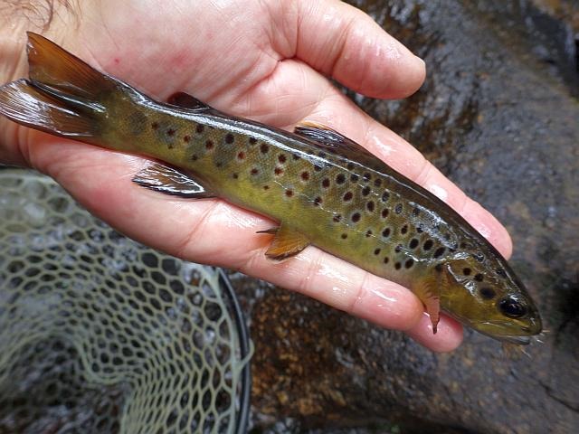 reportage pêche mouche france corrèze petite vézère