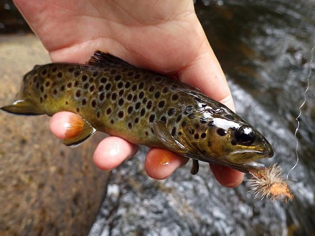 reportage pêche mouche france corrèze petite vézère
