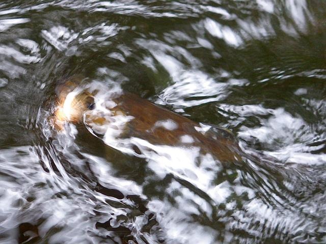 reportage pêche mouche france corrèze petite vézère